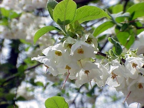 Ośnieża karolińska (Halesia carolina)